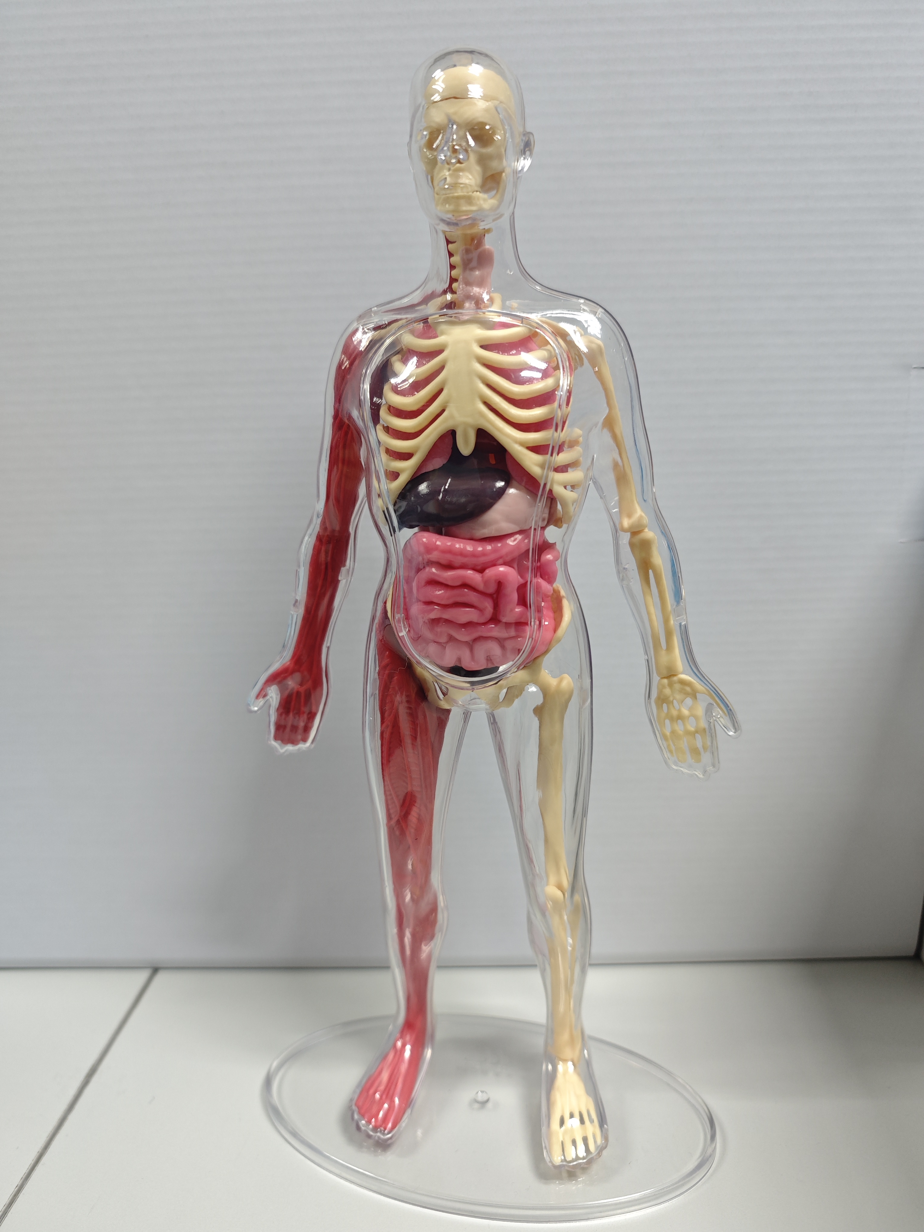 3D人体模型