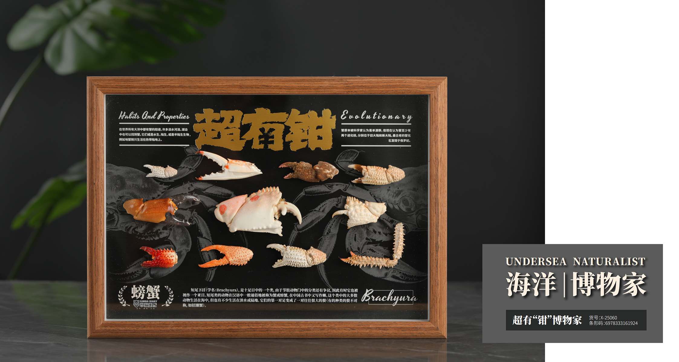 海洋丨博物家-超有钳