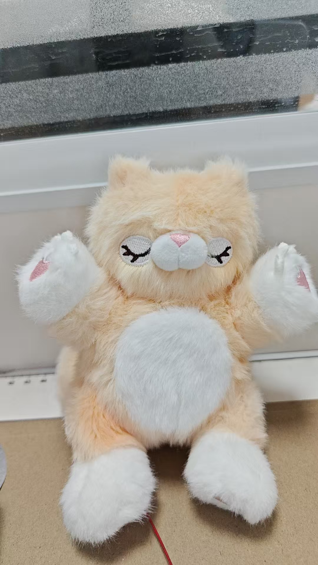 睡眠小猫