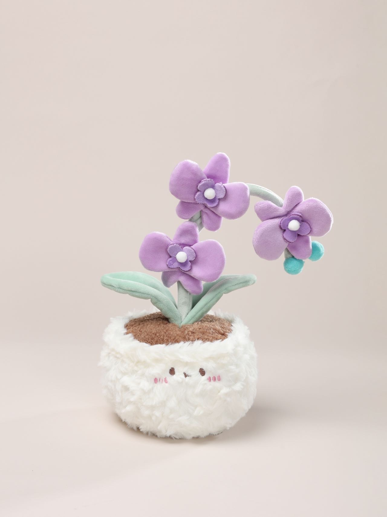 努力发芽的蝴蝶兰