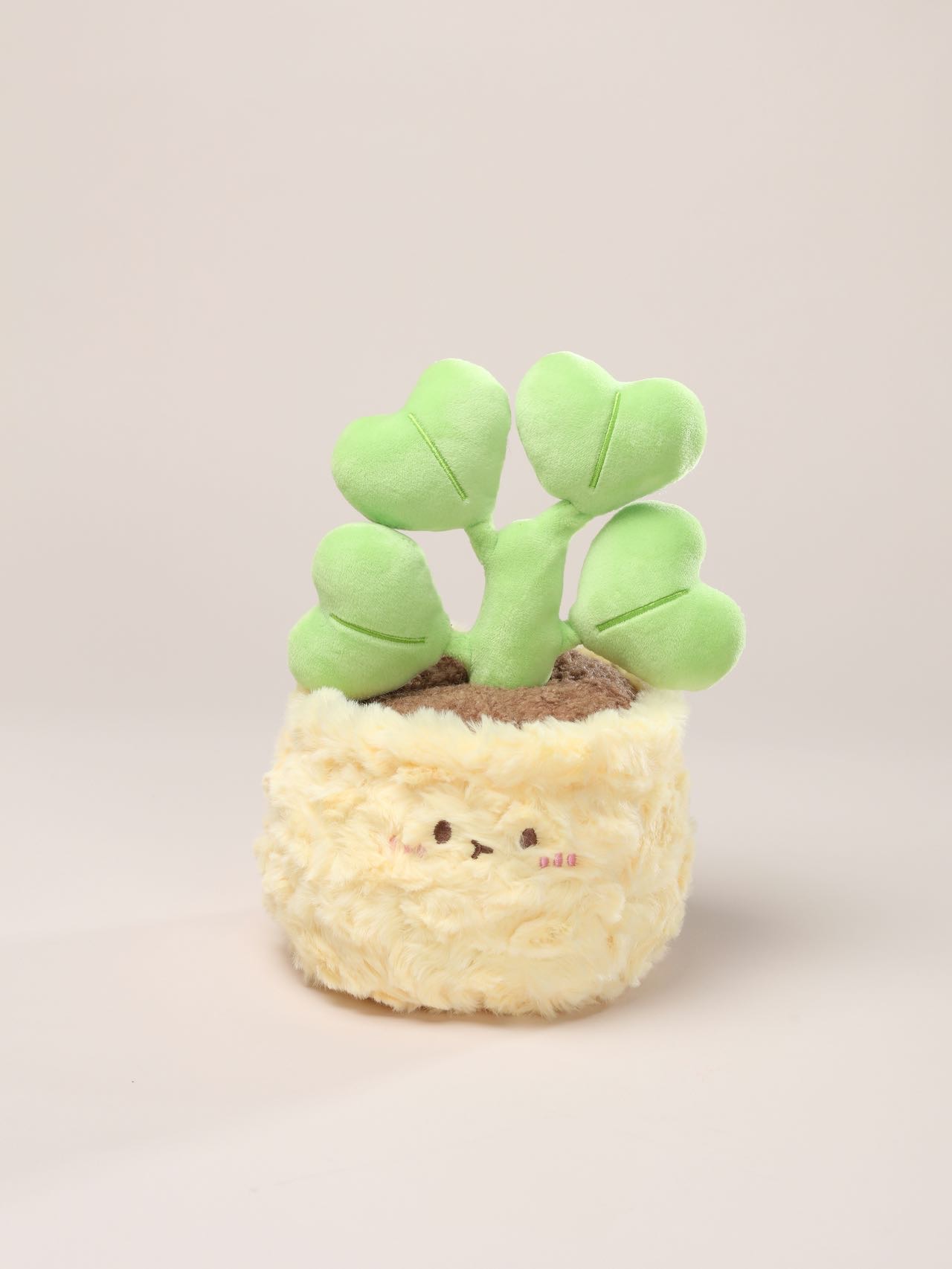 努力发芽的心叶球兰