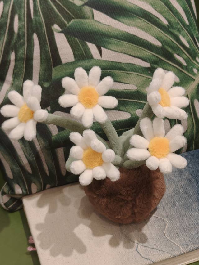 小雏菊