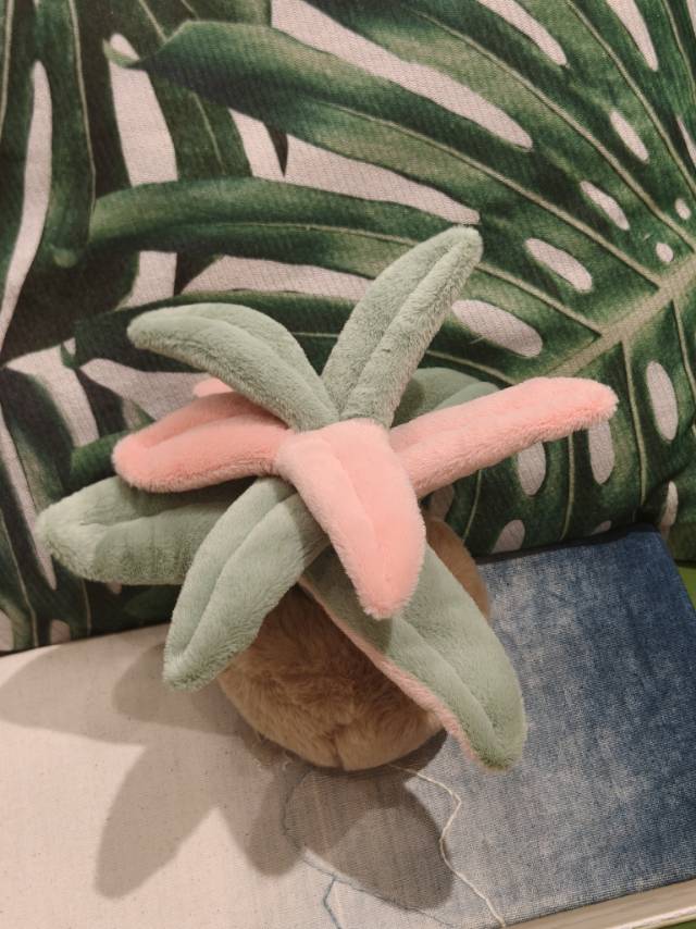朱蕉