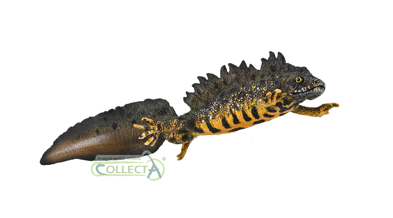 80064-COLLECTA Great Crested Newt